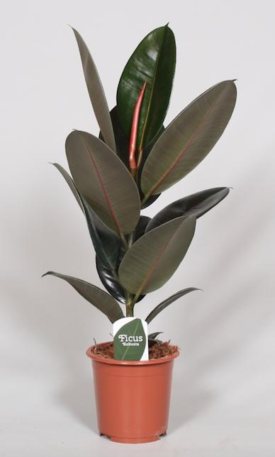 Ficus Elastica Abidjan - ↕60cm - Ø17cm
