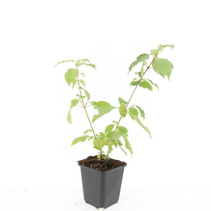 Cornus sanguinea 'Anny's Winter Orange' - Kornoelje - ↕10-25cm - Ø9cm - 24x