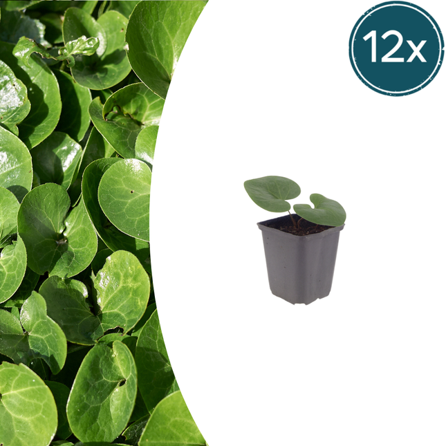 Asarum europaeum - Mansoor - ↕10-25cm - Ø9cm - 12x