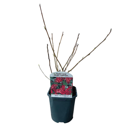 Ribes Sanguineum Kind Edward - Red Flower - ↕45cm - Ø17cm