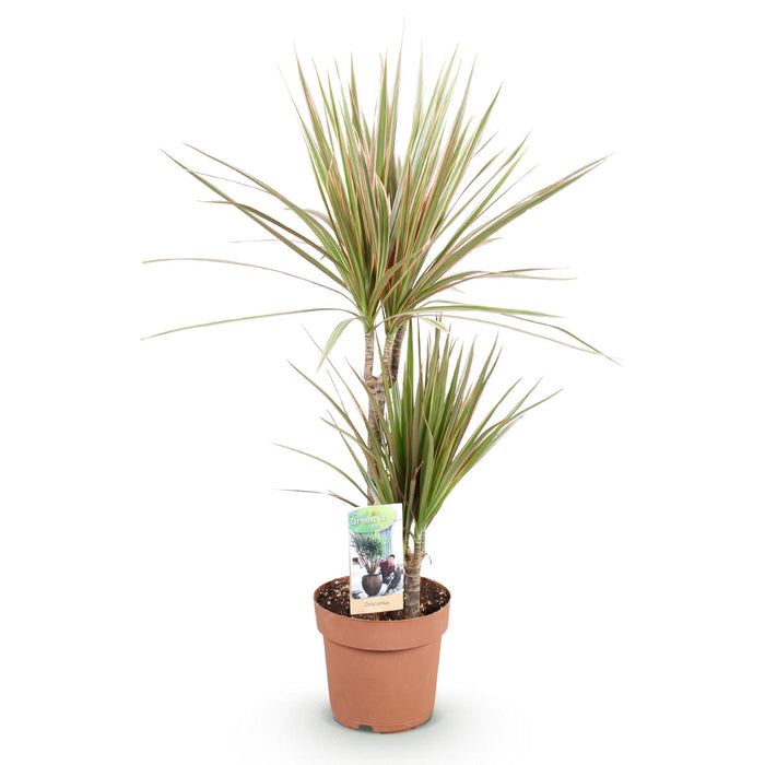 Dracaena Marginata Bicolor - Drakenbloedboom - ↕70-75cm - Ø17cm - 2x