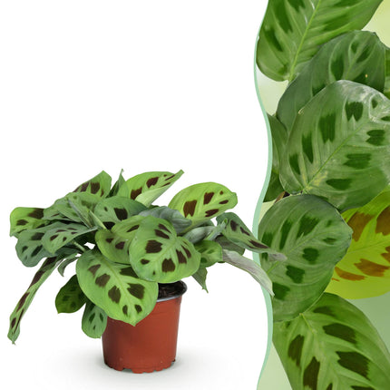 Maranta Fascinator Kerchoveana – Zebrapflanze – ↕25 cm – Ø12 cm