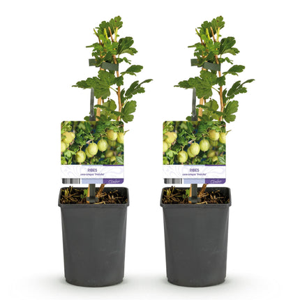Grosella espinosa - Ribes uva-crispa Invicta - Grosella espinosa - 2 plantas - Maceta de 11 cm - Altura 40 cm