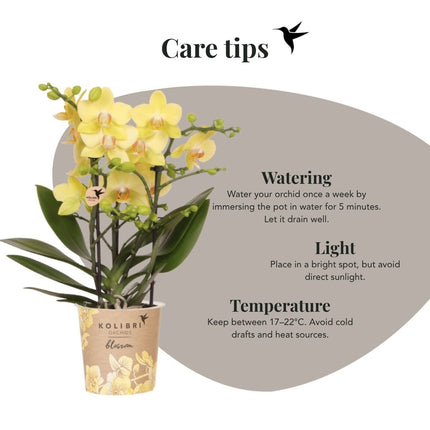 Kolibri Orchids | Combi Deal - 2 Gele Phalaenopsis Orchideeën Blossom Albenga - Ø9 cm