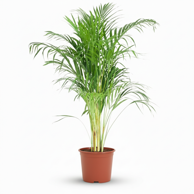 Dypsis lutescens Areca - Palmier doré - ↕90-100cm - Ø21cm