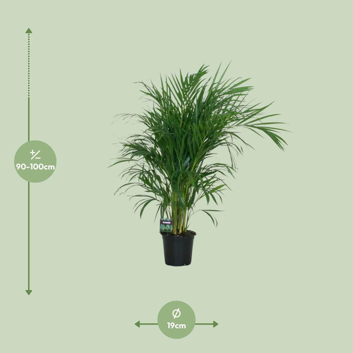 Areca Palm - Dypsis Lutescens - ↕100cm - Ø19cm