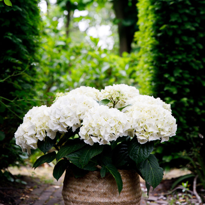 Terrasplant - Hortensia - Hydrangea Forever & Ever - Wit - 7-12 Bloemen - 2 Planten - Pot 23cm Hoogte 55cm