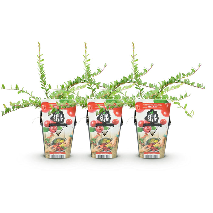 Blauwe Bes - Vaccinium macrophylla Early Black - Fruitplant - Winterhard - 3x - 9 cm - Donker Rode  Bes