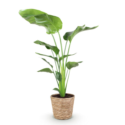 Strelitzia Nicolai - Paradijsvogelbloem - met mand - ↕110-120cm - Ø21cm