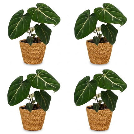 Philodendron Gloriosum - Glorie Philodendron - met Mand -↕25cm - Ø12cm - 4x
