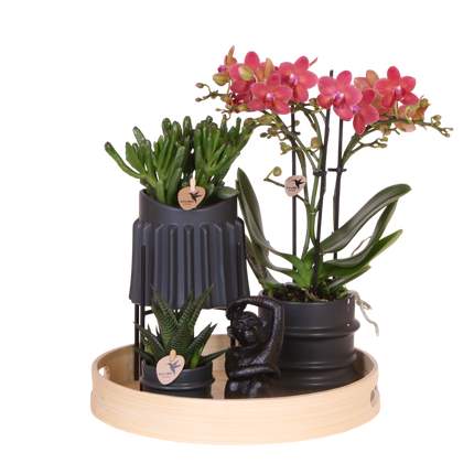 Kolibri Orchids | Gift Set Mellow - Rode Phalaenopsis Orchidee Blossom Congo & Succulenten