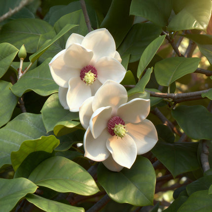 Magnolia sieboldii - Fiore Bianco-Rosso - ↕30cm - Ø12cm - 3x