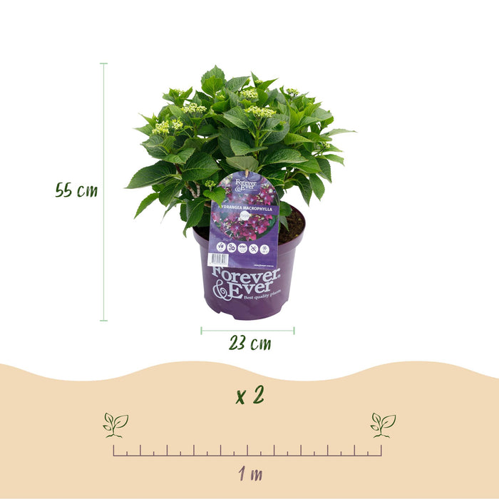 Terrasplant - Hortensia - Hydrangea Forever & Ever - Paars - 7-12 Bloemen - Pot 23cm Hoogte 55cm