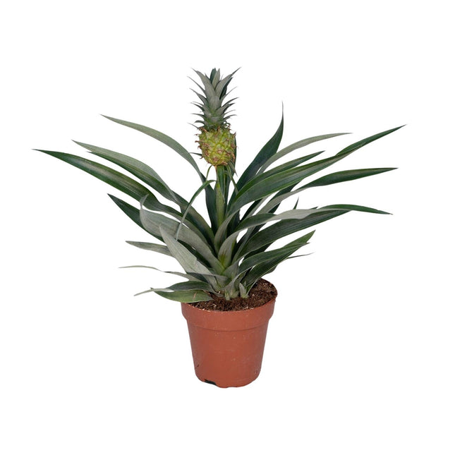 Bromelia Ananas - Ananasplant - ↕30cm - Ø12cm