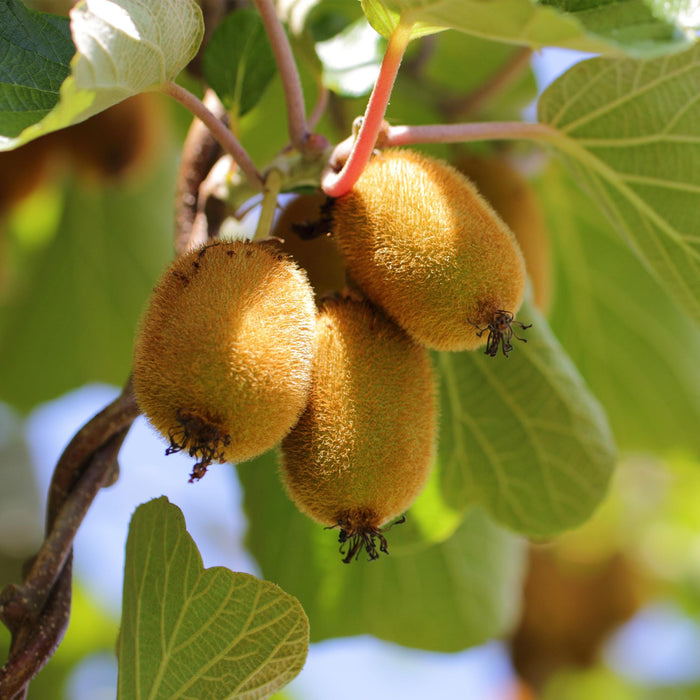 Fruitplant - Gele Kiwi - Actinidia deliciosa Golden Kiwi - Gele Vrucht - 2 planten - Pot 15cm Hoogte 50cm