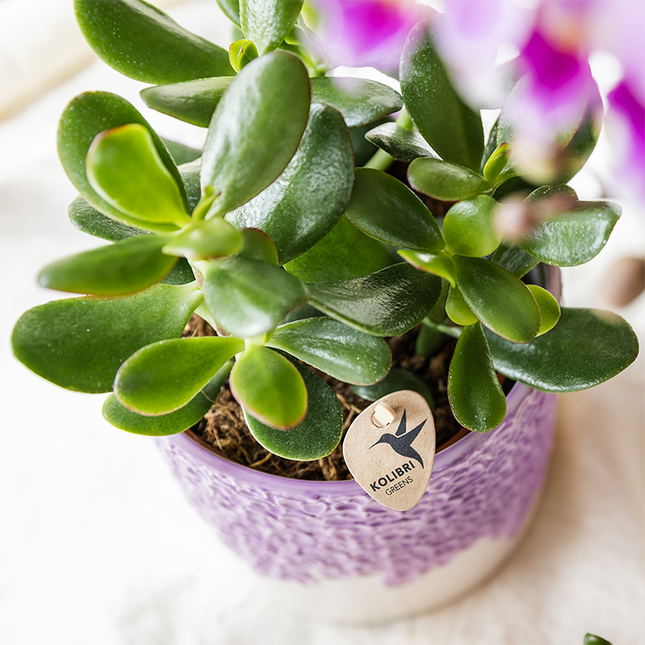 Kolibri Home | Maceta decorativa Bloom - Lila - Ø6cm