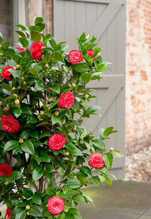 Camellia Japonica 'Black Lace' - ↕65cm - Ø19cm