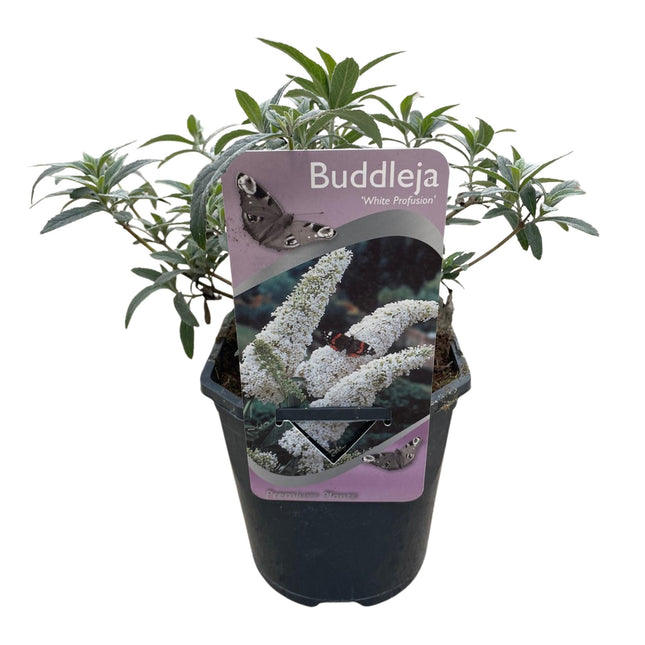 Sommerfuglebusk - Buddleja davidii Hvid Profusion - Hvid Blomst - ↕25cm - Ø17cm - 1x