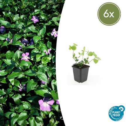Vinca major - Grote Maagdenpalm - Bodembedekker - 6x - ↕10-25cm - Ø9cm