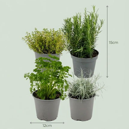 Italiaanse Kruidenmix - ↕12-15cm - Ø12cm - 4x
