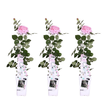 Rosa Crazy in love 'Pink' - Rosa rampicante - ↕65cm - Ø15cm - 3x