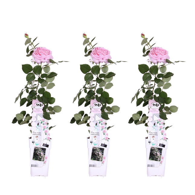 Rosa Crazy in love 'Pink' - Climbing rose - ↕65cm - Ø15cm - 3x