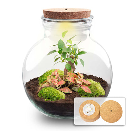 DIY Plant Terrarium (with light) - Teddy Bonsai - Ø25cm - ↕26.5cm - With LED cork