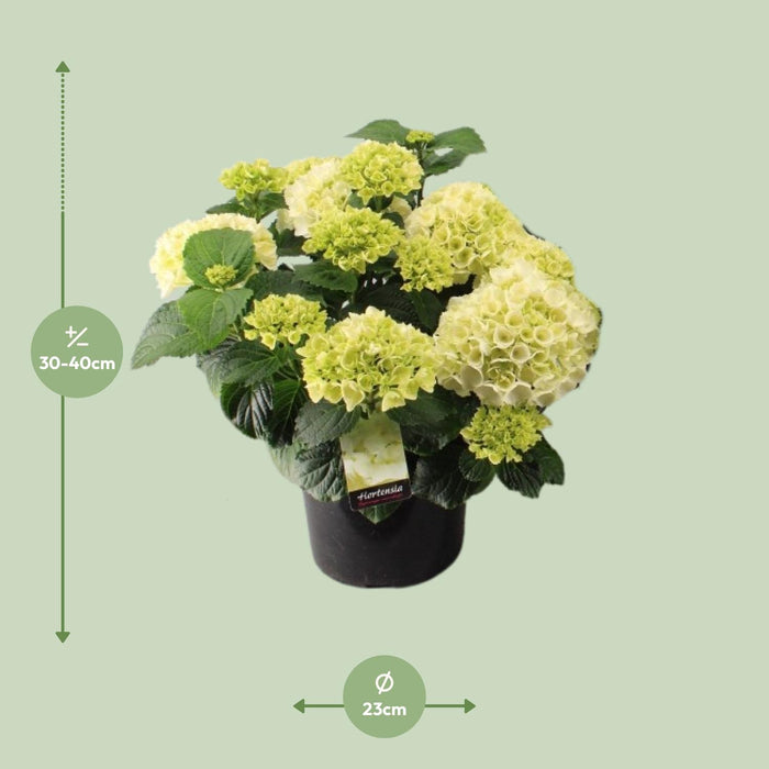 Hortensia Wit - Hydrangea macrophylla - Ø23cm - ↕40cm