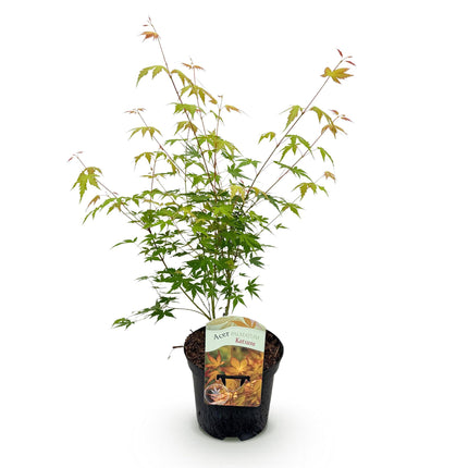 Japanese Maple - Acer palmatum Katsura - Orange - ↕70cm - Ø19cm
