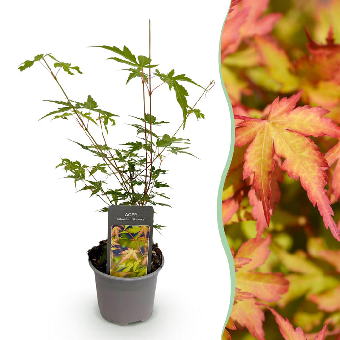 Japanse Esdoorn - Acer Palmatum Sangokaku - Groen - ↕35cm - Ø12cm