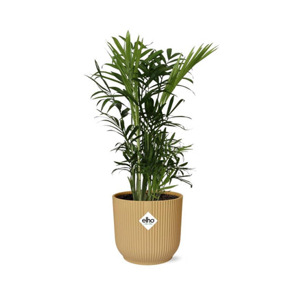 Chamaedorea Elegans in elho Vibes Fold Ø14cm yellow