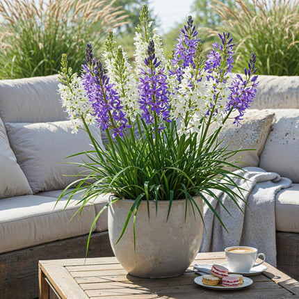 Bulbes de fleurs - Camassia Leichtlinii Mix - Couleur violet et blanc - 5 bulbes - Calibre 12/14 - Paquet XXL