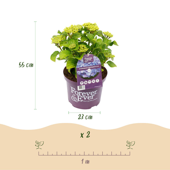 Terrasplant - Hortensia - Hydrangea Forever & Ever - Blauw - 7-12 Bloemen - Pot 23cm Hoogte 55cm