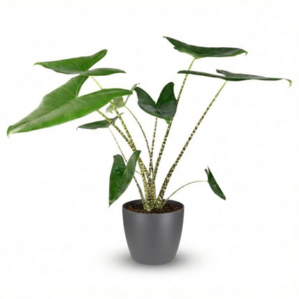 Alocasia Zebrina - Elephant Ear - with Potter Grey - ↕70-75cm - Ø21cm