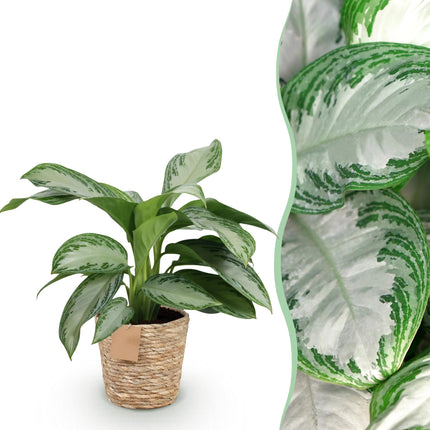 Aglaonema Silver Bay - Silver Leaf - with basket - ↕70-75cm - Ø17cm
