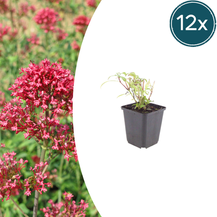 Centranthus ruber 'Coccineus' - Spoorbloem - ↕10-25cm - Ø9cm - 12x