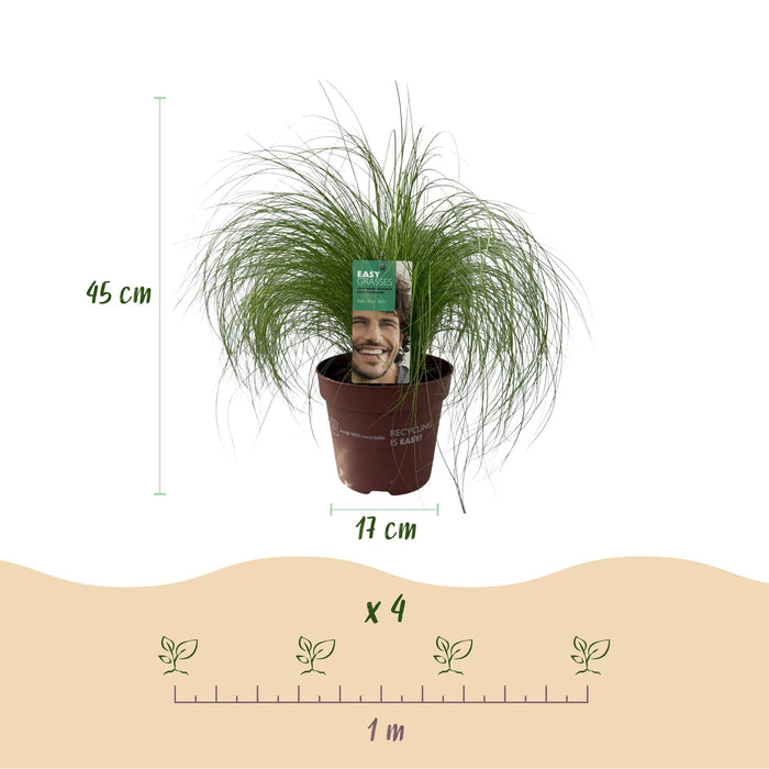 Siergrassen - Stipa tenuifolia Pony Tails - Groen - 4 Planten - Bladhoudend - Weinig Onderhoud - Pot 17cm Hoogte 50cm