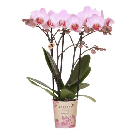 Kolibri Orchids | Roze Phalaenopsis orchidee - Mineral Antwerp - bloeiende kamerplant - vers van de kweker - Ø9cm