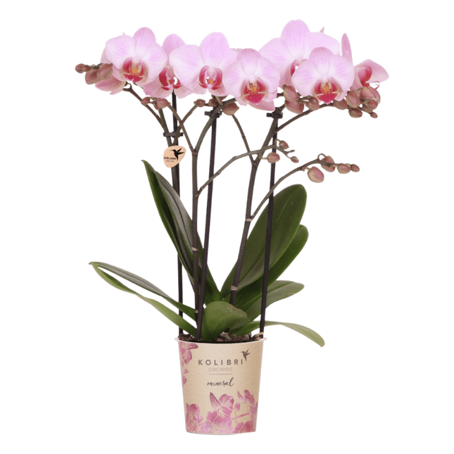 Kolibri Orchids | Roze Phalaenopsis orchidee - Mineral Antwerp - bloeiende kamerplant - vers van de kweker - Ø9cm