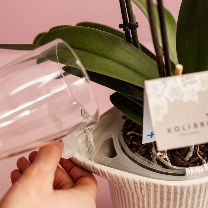 Kolibri Home | Como sierpot incl. watergeefsysteem - 2x Ø9cm