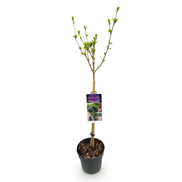 Tuinplant -Hibiscus syriacus Lavendor Chiffon®  - Plant op stam - Terras Plant - Bladverliezend - Weinig Onderhoud - Pot 19cm Hoogte 90cm