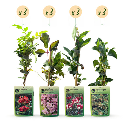 Klimplanten Rainbow Colourfull - Regenboog klimplant 12x - Licht Roze - Wit - Paars - Klimplant - Ø9cm - ↕35cm