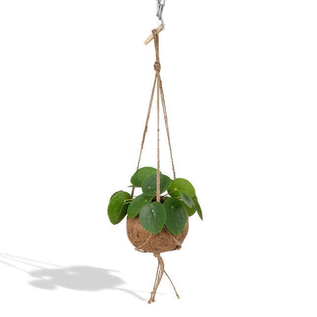 Kokodama Pilea Peperomiodes - ↕20cm - Ø15cm