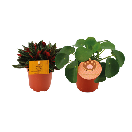 Peperomia Duo Rosso - Pilea Peperomioides - ↕15cm - Ø10.5cm - 2x