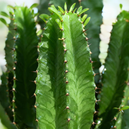 Euphorbia Eritrea - Afrykańskie drzewo mleczne - ↕70cm - Ø19cm