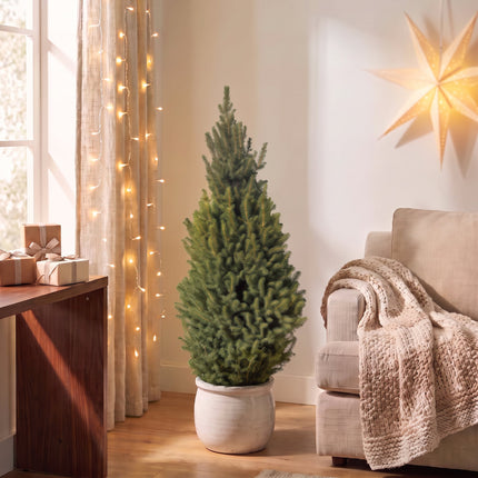 2x Picea glauca Conica - Kegelspar - Groen - Kerstboom - Ø26cm - ↕110cm