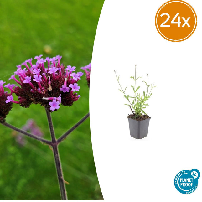 Verbena Bonariensis 'Lollipop' - Verbena - ↕10-25cm - Ø9cm - 24x