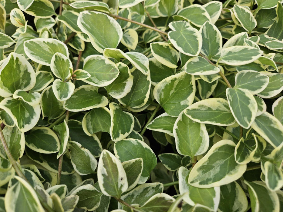 Vinca major 'Variegata' -  Grote Maagdenpalm- ↕10-25cm - Ø9cm - 6x