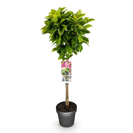 Magnolia Susan - Roze Bloem - ↕90cm - Ø19cm