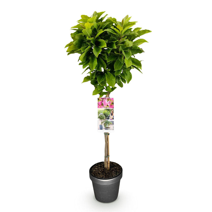 Magnolia Susan - Terras Plant - Bladverliezend - Winterhard - Roze Bloem - Pot 19cm Hoogte 90cm